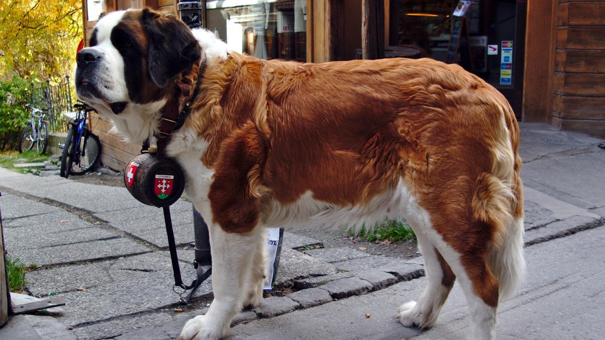 San Bernardo: una de las razas de perro más grandes del mundo