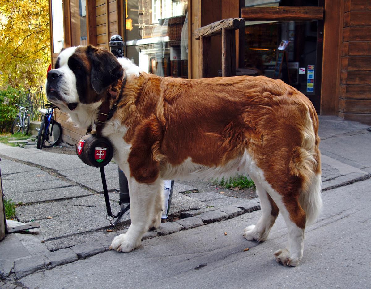 San Bernardo: una de las razas de perro más grandes del mundo