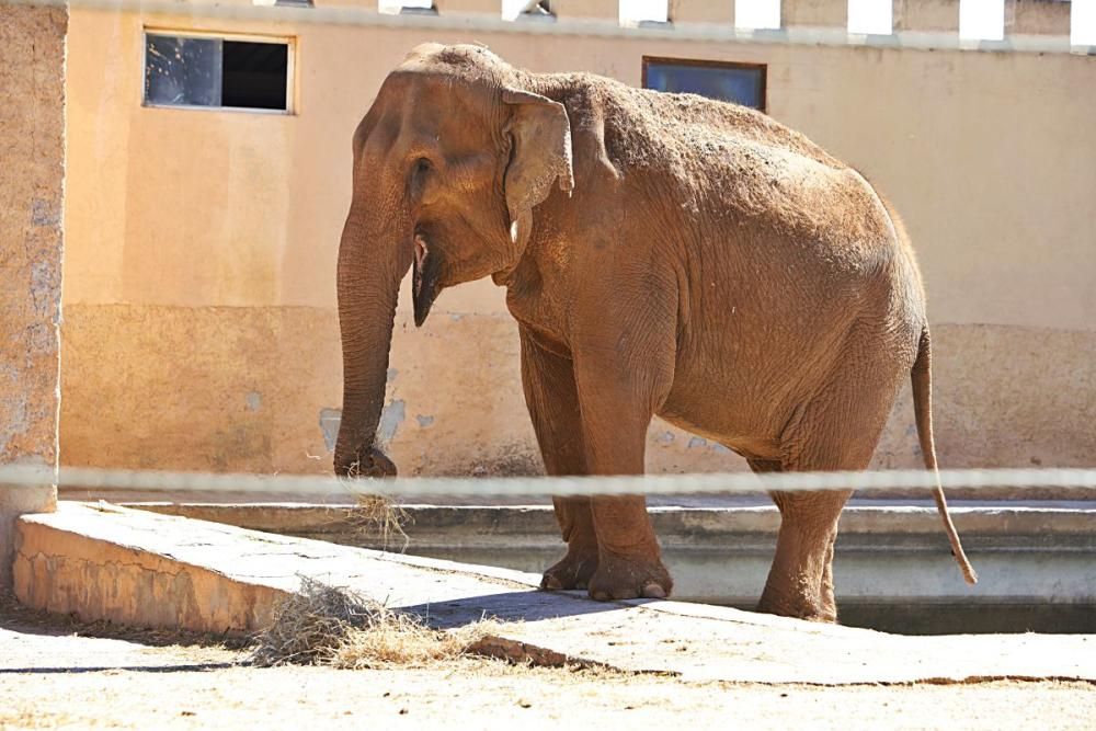 Im Safari Zoo Sa Coma gibt es in diesem Jahr besonders viel Nachwuchs.