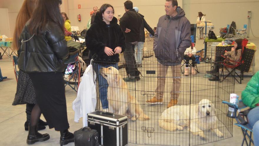 El Concurso Nacional Canino de Benavente supera las expectativas