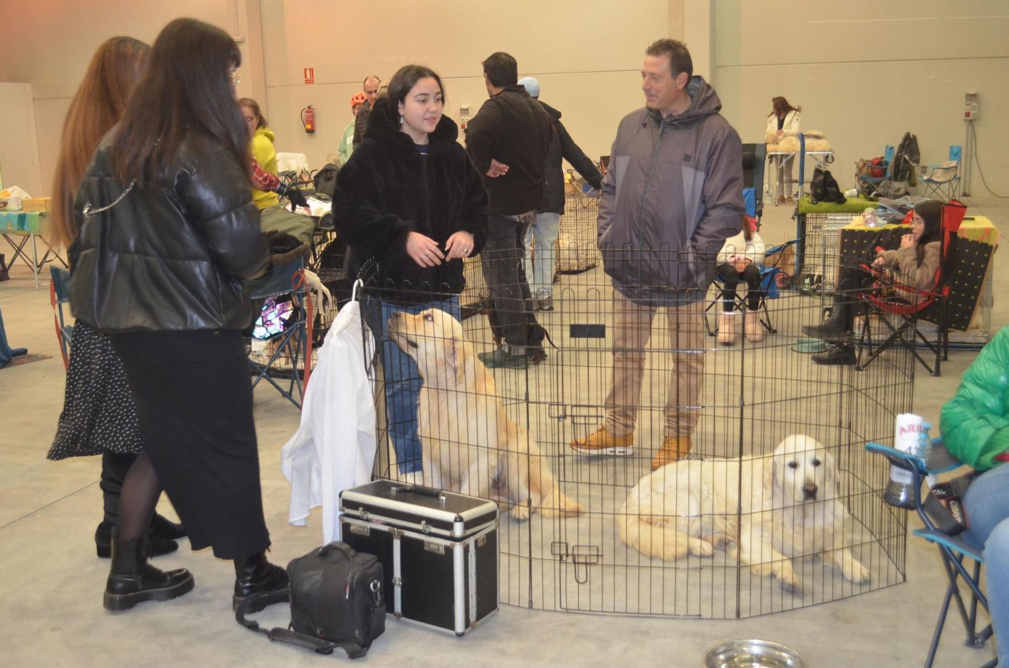 El Concurso Nacional Canino de Benavente supera las expectativas