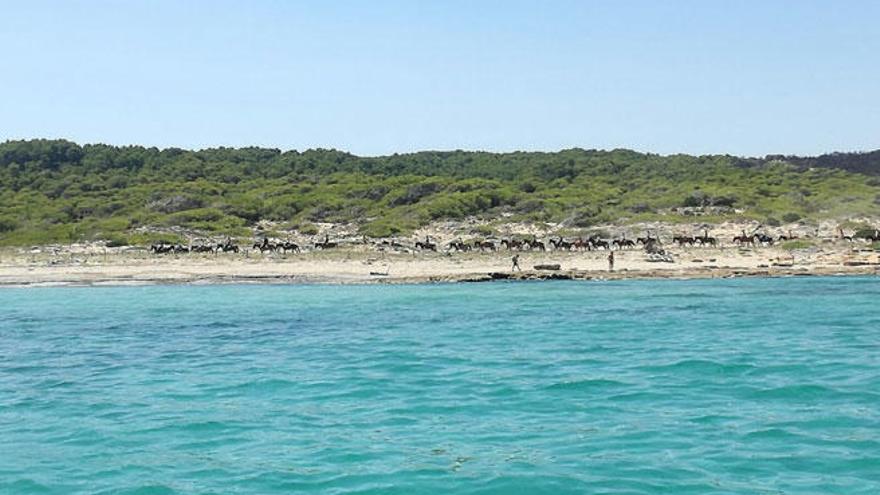 Ausritt am Strand Sa Canova.