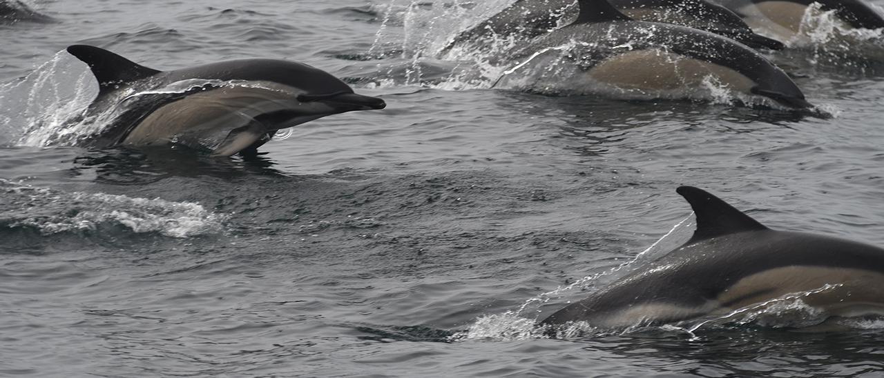 Un grupo de delfines comunes en aguas de Galicia.
