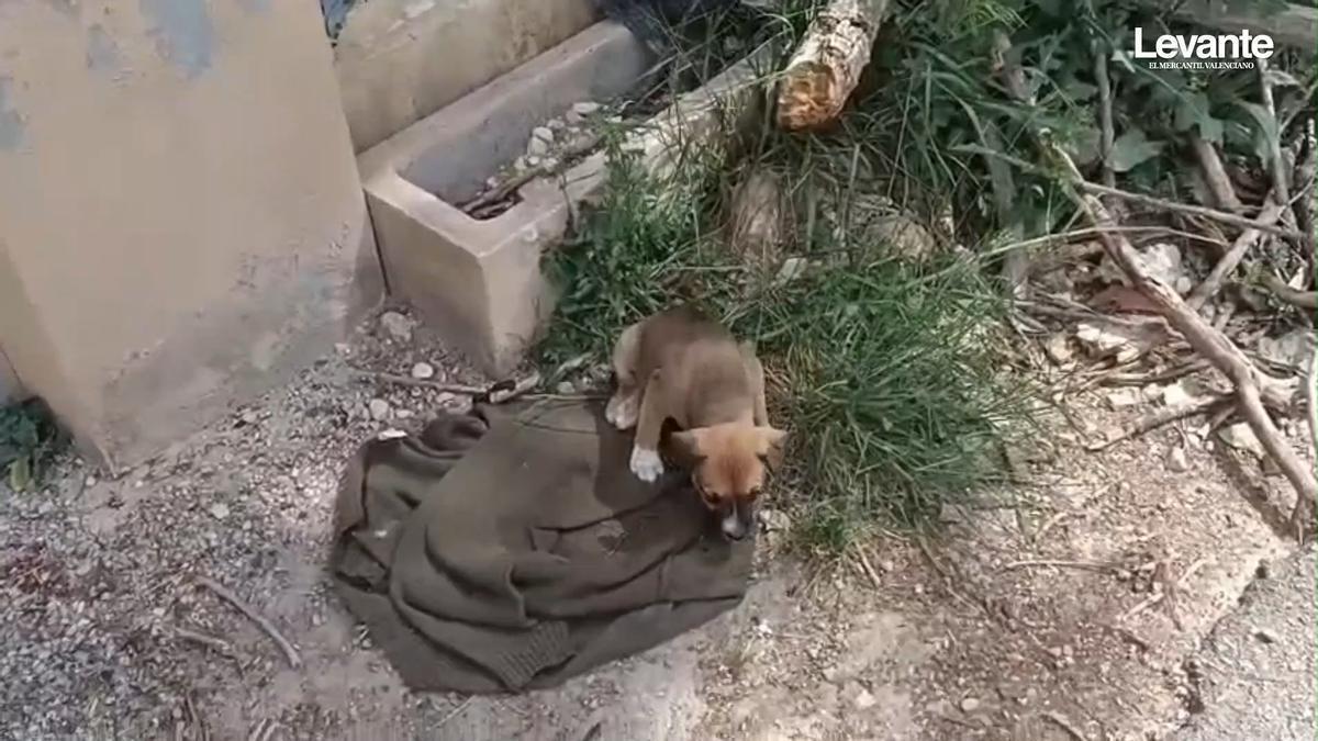 Con una lesión que le impide caminar bien: abandonan a un cachorro frente a la protectora de Xàtiva