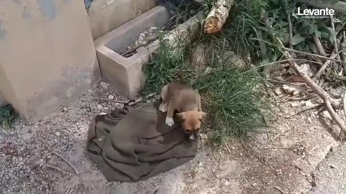 Abandonan a un cachorro con una lesión que le impide caminar frente a la protectora de Xàtiva