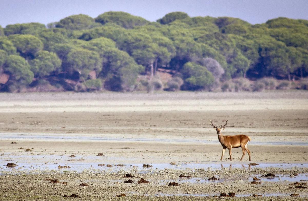Un ciervo paseando por la marismas del Parque Nacional de Doñana (Huelva).