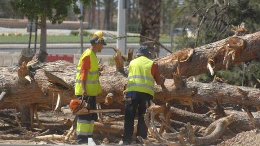 Imagen ayer, de los trabajos de tala y eliminación del pino seco .