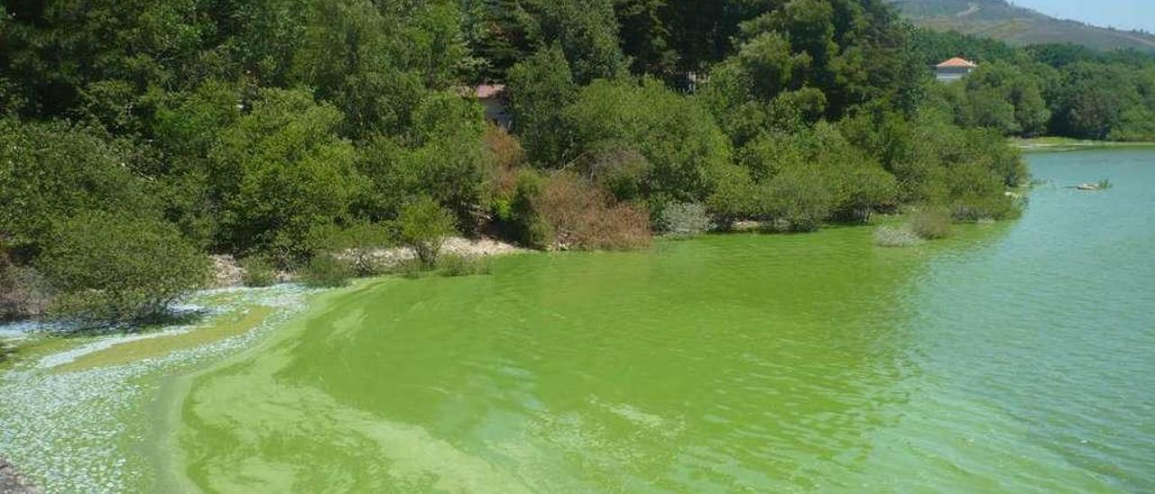 Embalse de As Conchas en Muíños, afectado por las algas verdes azuladas. // I. Osorio