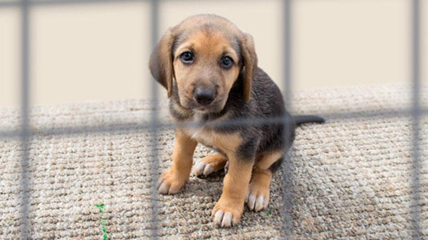 La otra cara de regalar mascotas en Navidad