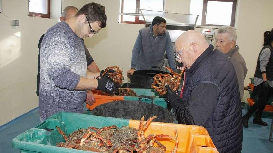 Varios trabajadores preparan las centollas para la subasta en una lonja gallega.