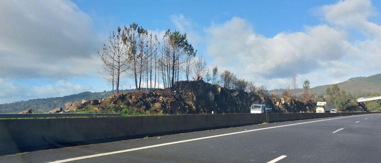 Trabajadores talan árboles quemados en el incendio de Meira, que lindan con la Autovía do Morrazo.