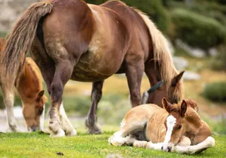 La Generalitat posa en marxa un pla per potenciar la ramaderia extensiva