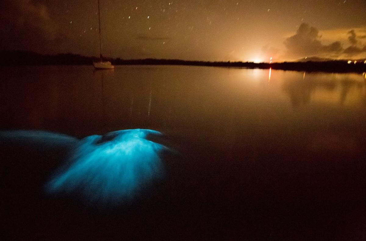 La bioluminiscencia es el resultado de una reacción química entre una molécula y una enzima
