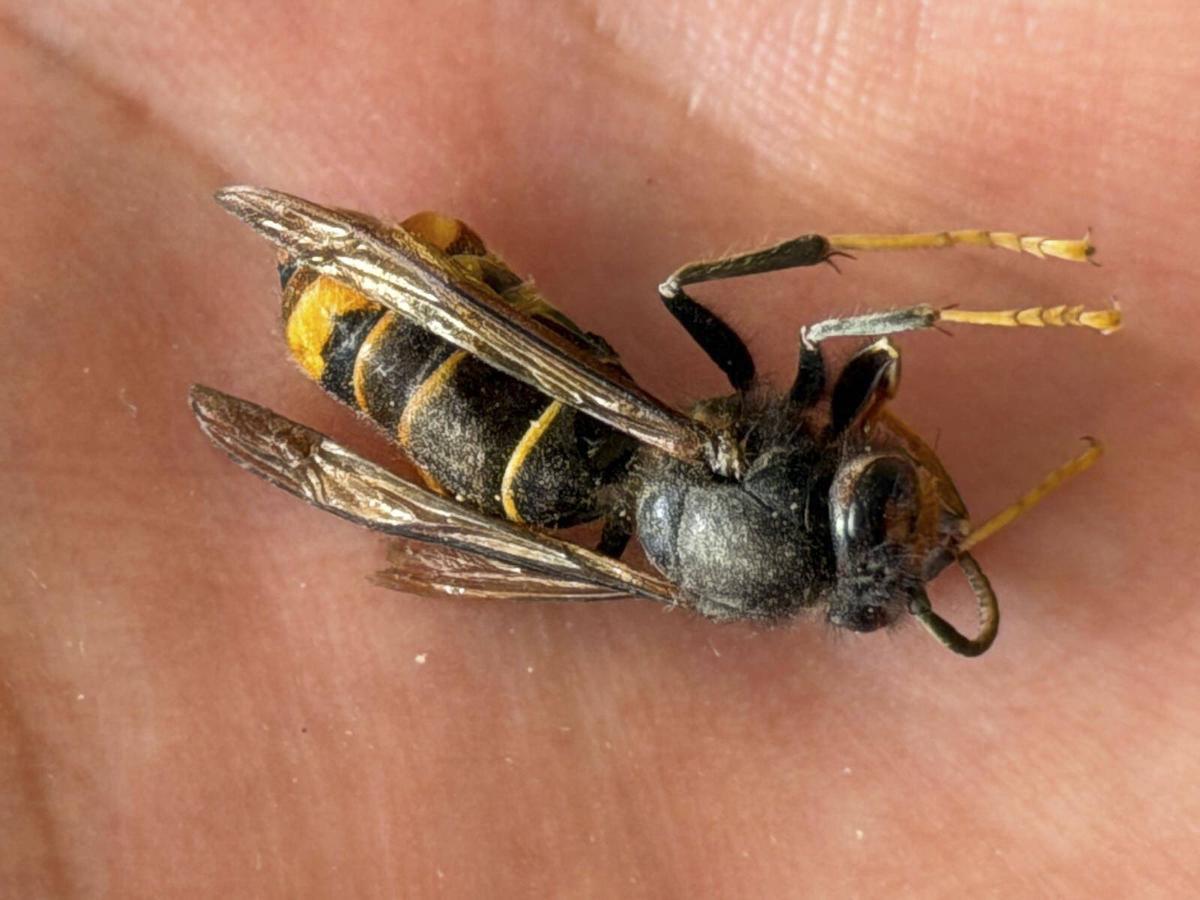 Avispa velutina