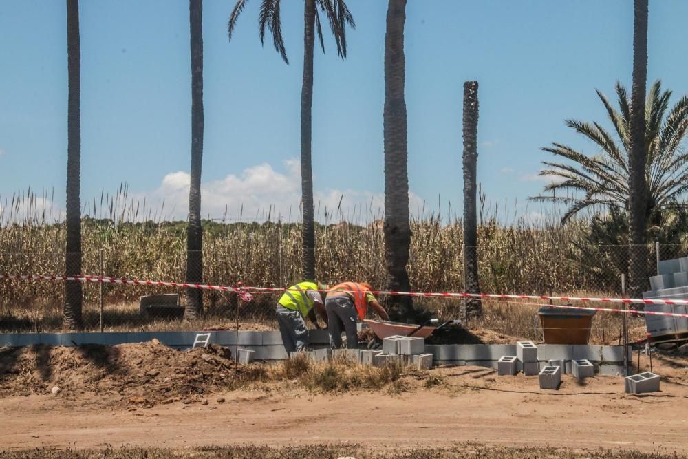 Un muro cierra el palmeral de Ferrís en Torrevieja