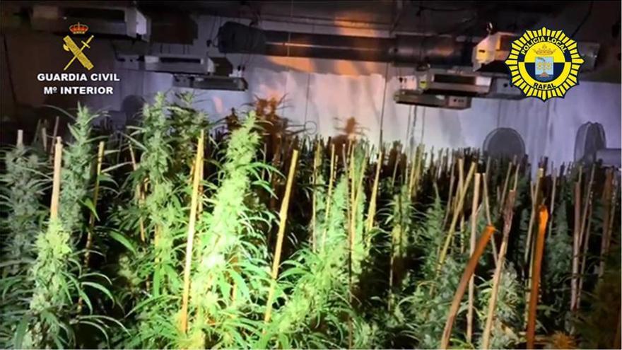Cultivaba en Rafal 400 plantas de marihuana a pocos metros de la comisaría