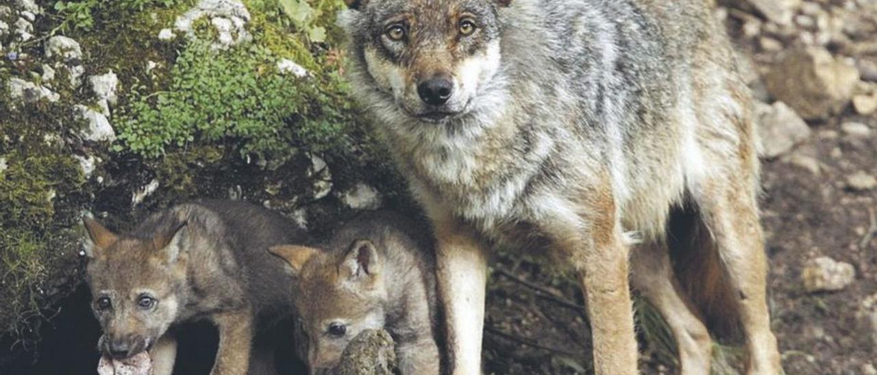 Un lobo con sus crías.   | // J. S.