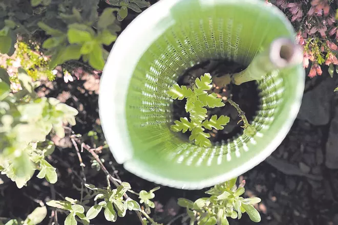 Por cada árbol plantado, una bocanada de aire