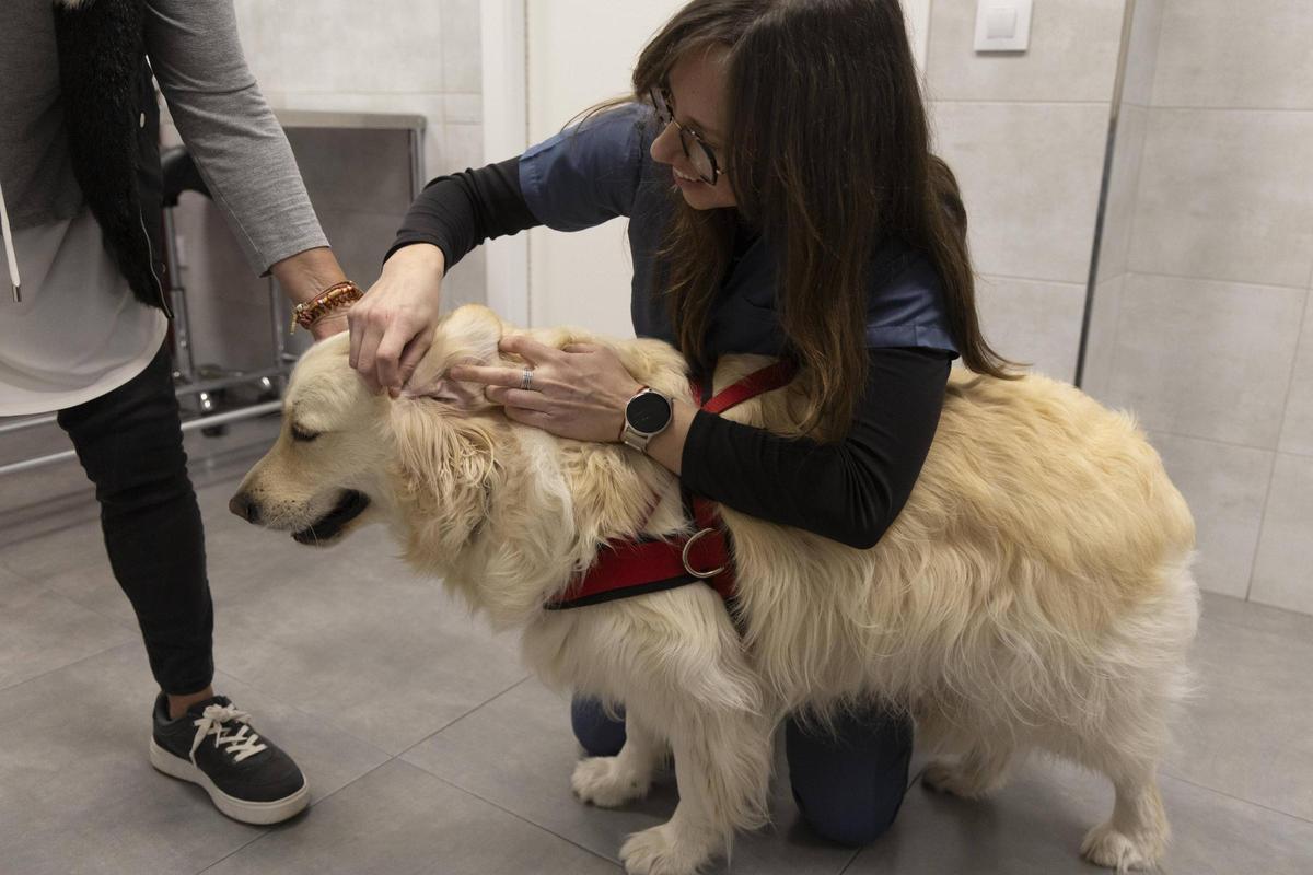 Un gos rebent les atencions necessàries a la consulta d'un veterinari.