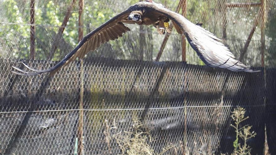 El sanatorio de la ‘aristocracia’ animal