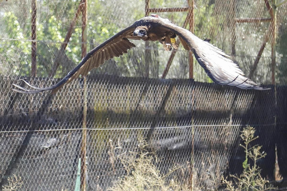 El Centro de recuperación de especies amenazadas de Córdoba, en imágenes