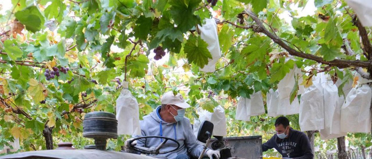 Agricultores recolectan uva de mesa en el Medio Vinalopó. | ÁXEL ÁLVAREZ