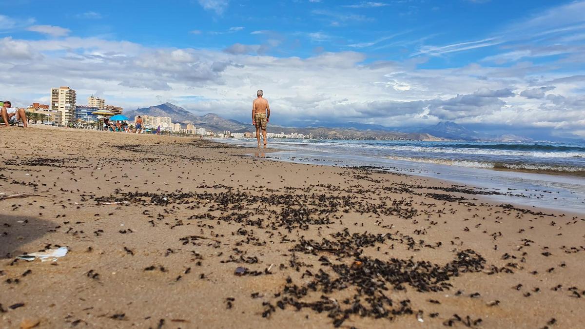 Alicante se llena de hormigas voladoras hasta en la playa.