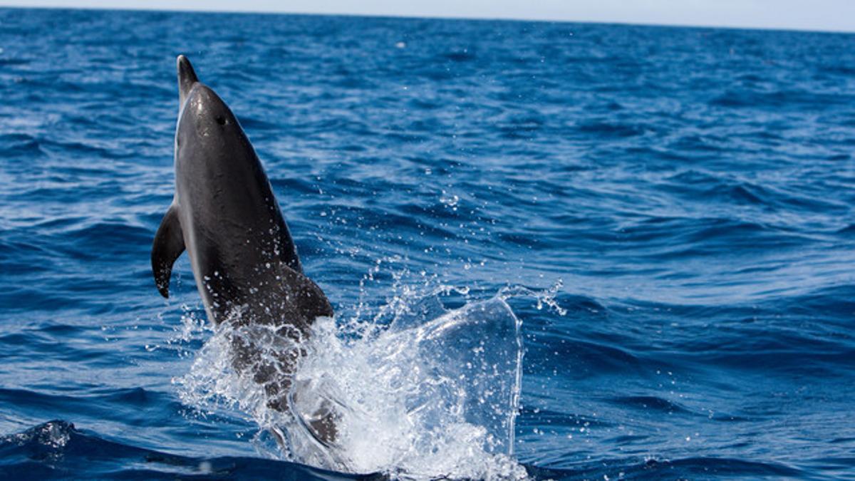 Un delfín, en el océano Atlántico, en las Canarias.
