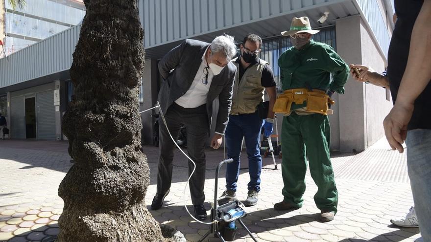 El edil Antonio Ruiz observa cómo se aplica el tratamiento a una palmera.