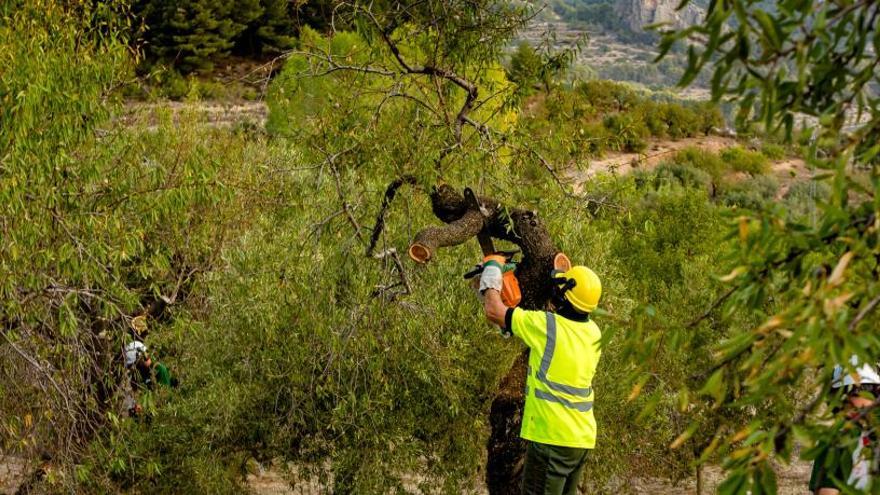 Destrucción de arboles de almendro afectados por Xylella este verano en Guadalest