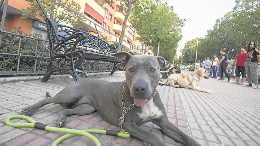 Cáceres ya tiene más perros que niños menores de 5 años