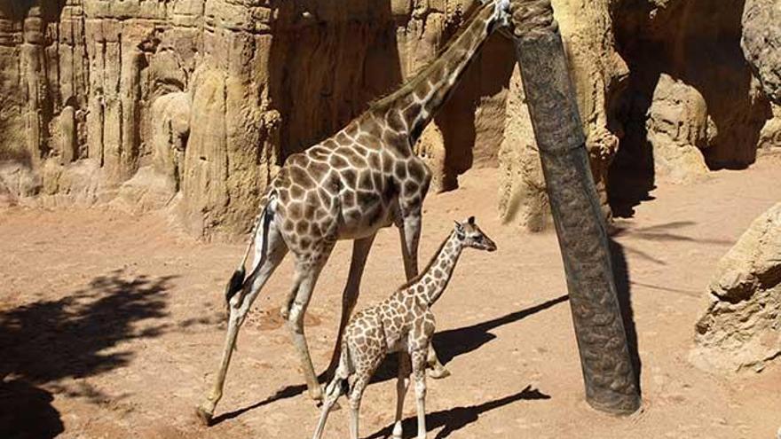 Muere una jirafa en un accidente cuando iba al Bioparc de Valencia