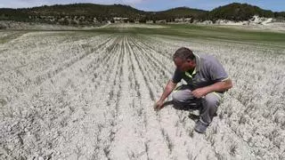 El anormal calor en noviembre impide a los agricultores plantar cereales en la provincia de Alicante