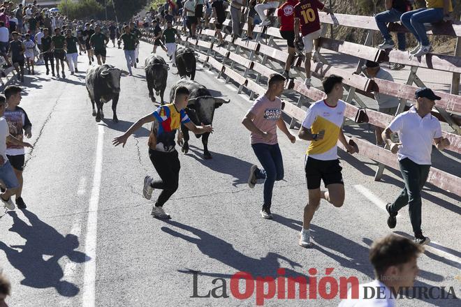 Los novillos de Rehuelga han protagonizado un encierro rápido y limpio en Calasparra