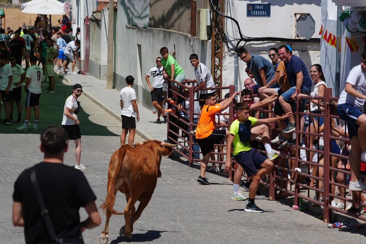 Las vaquillas vuelven tomar la calle en la feria de Añora Las vaquillas vuelven tomar la calle en la feria de Añora