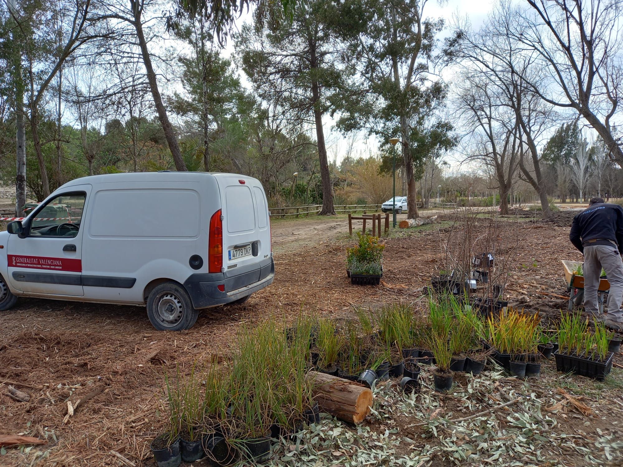 El humedal del Parc de Sant Vicent de Llíria llevaba más de medio siglo sepultado y ahora es un hábitat de la flora y fauna local