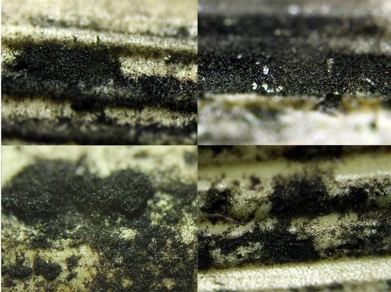 La "Apiospora stipae" vista en microscopio.