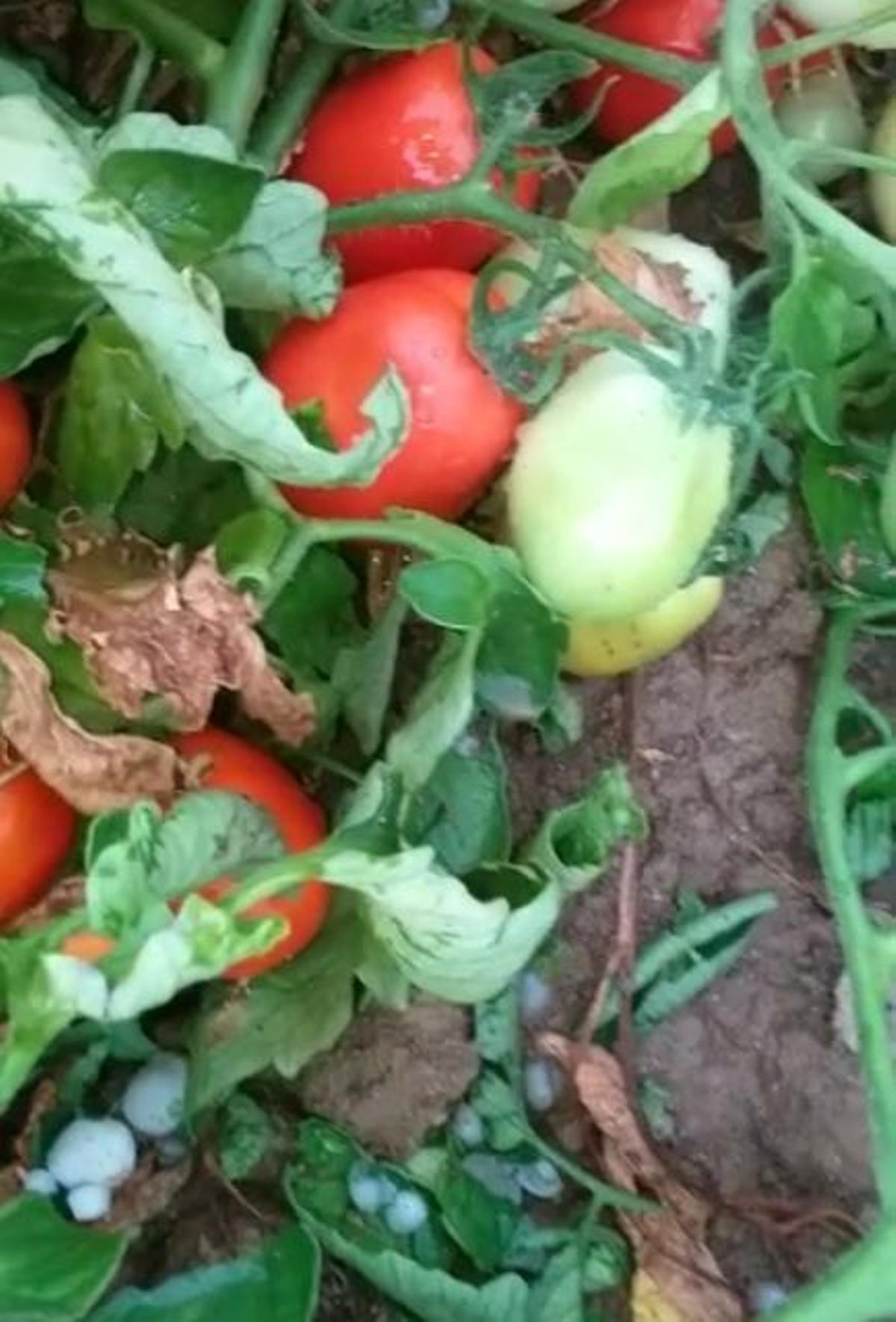 Las tormentas dañan cientos de hectáreas de cultivos en la región
