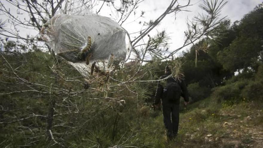 Orugas saliendo de su bolsa esta semana en la pinada del monte Benacantil de Alicante.