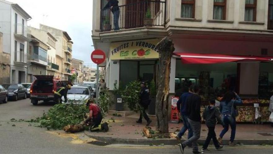 Ein umgestürzter Baum in Manacor wird geborgen.