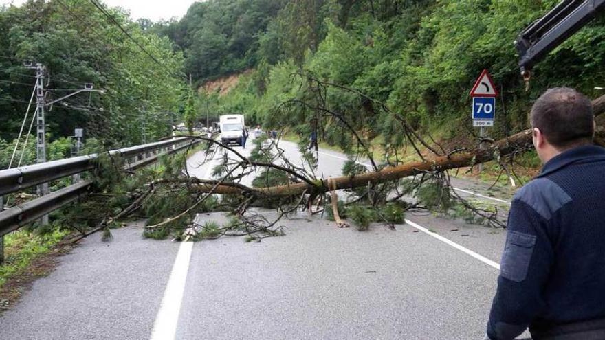 El árbol desprendido, ocupando los dos carriles de la N-634, a la altura de Ozanes, ayer.