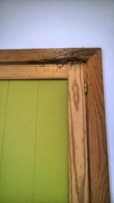 Las termitas devoran la Casa da Xuventude de Cangas
