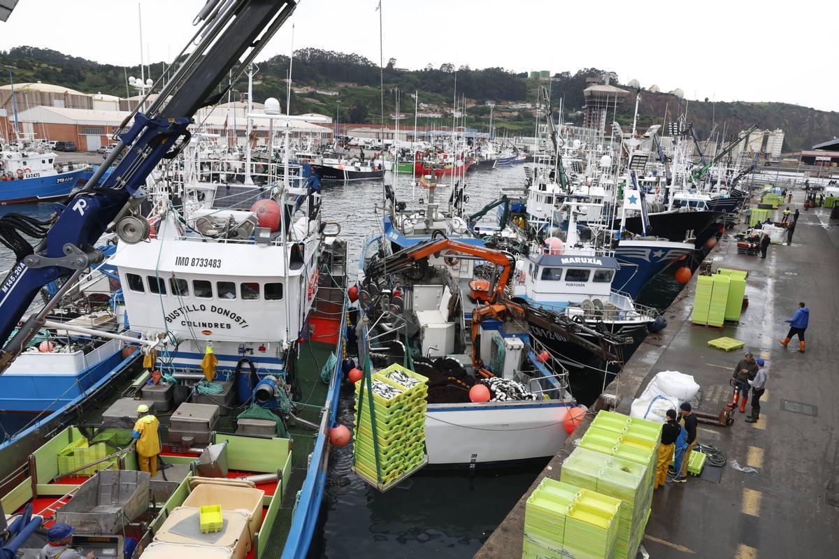EN IMÁGENES: "Intensa y épica" descarga en Lonja Gijón: más de 65.000 cajas de bocarte y 550.000 kilos de pescado rulado