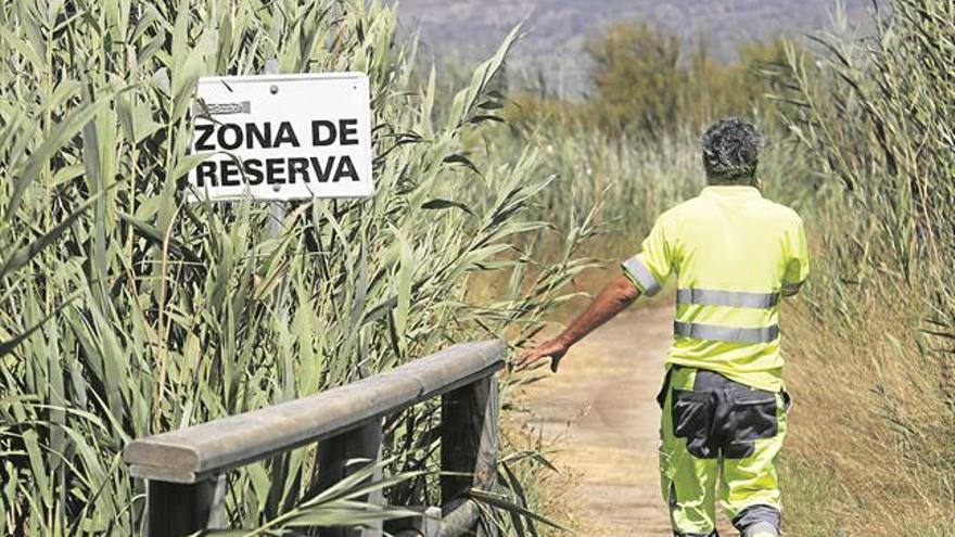 Castellón intensifica los trabajos antimosquitos tras el brutal repunte