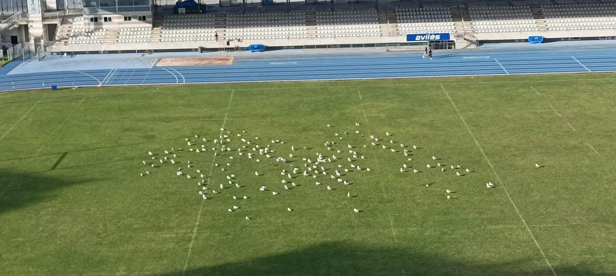 Decenas de gaviotas protegoidas del viento en el estadio atlético Yago Lamela de Avilés.