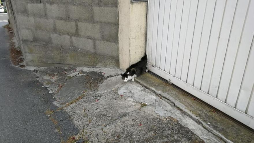 El gato atrapado en el portal automático del garaje en Moaña.// Fdv