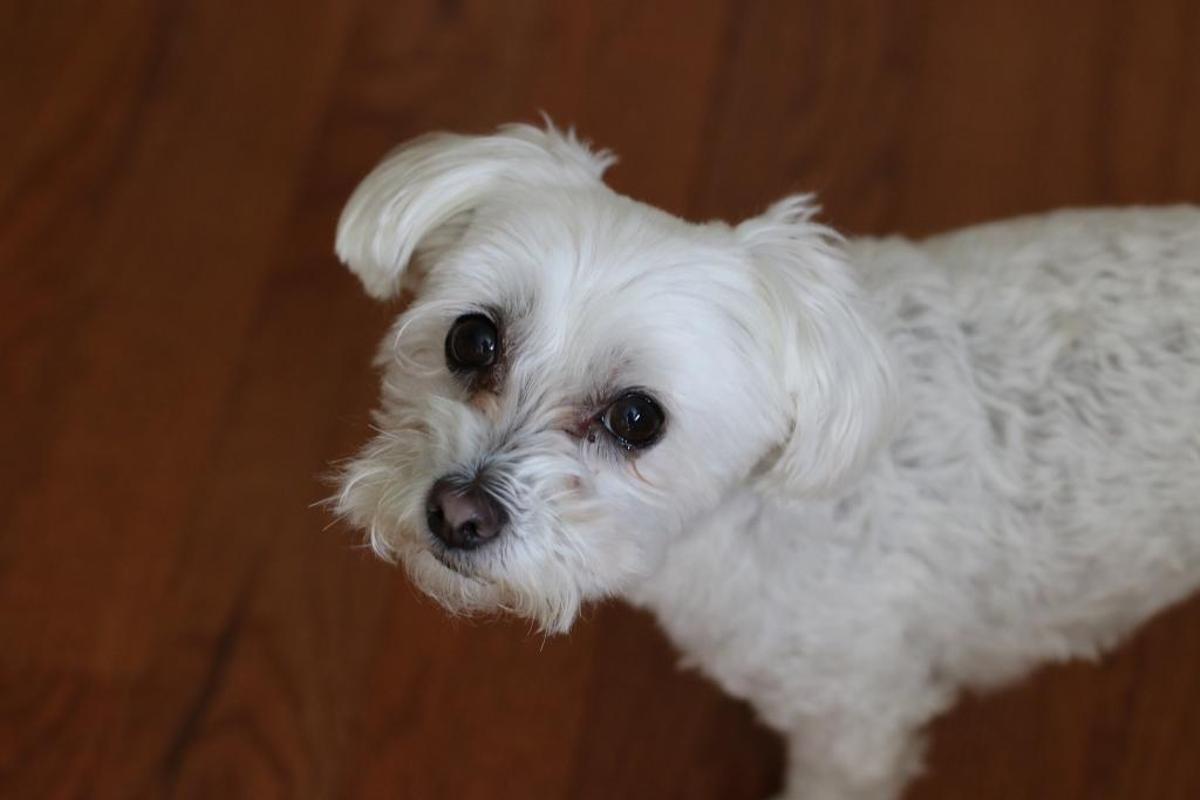Cuidados del bichón maltés, todo para que tu perro luzca perfecto