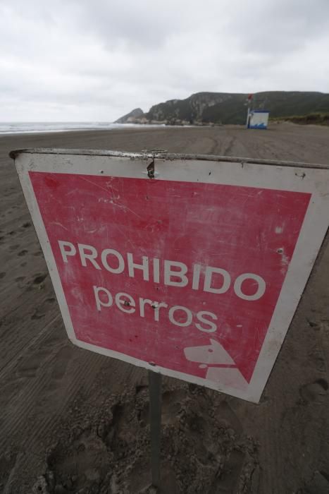 Los perros pueden acceder al playón de Bayas