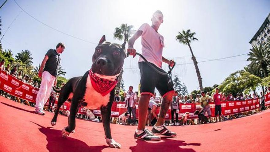 Un centenar de perros compite en el concurso de mascotas de Schamann