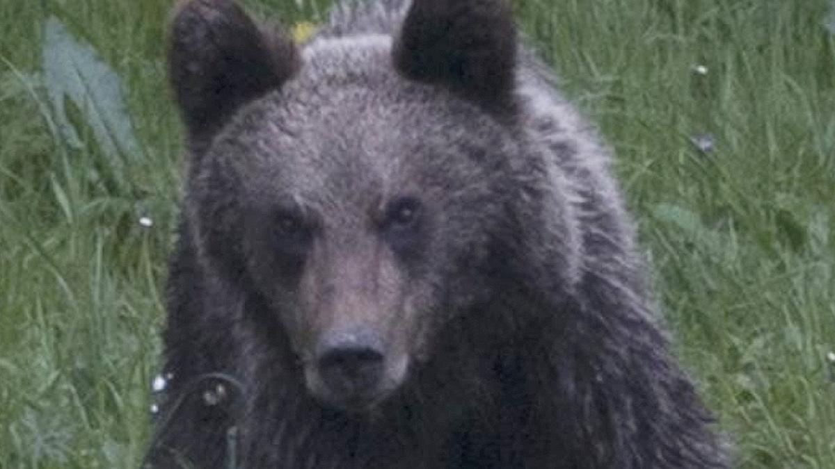 Un oso en Asturias